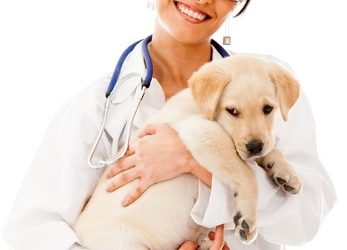 6 Ways to Save Money on Your Pet Medications
