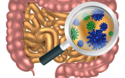 Gut Health – Confused?  Danielle, registered dietitian, explains!