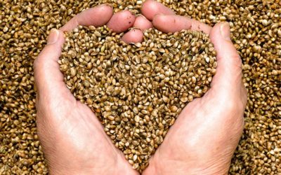 Hemp: A New Superfood?