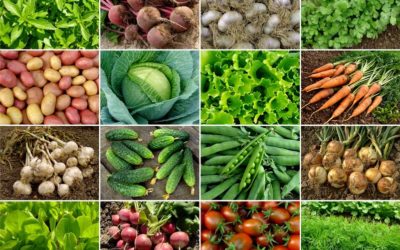 Vegetable Tops: Don’t Toss The Greens!