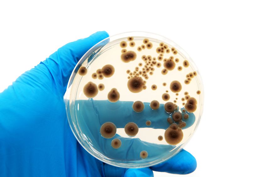 Fungi in a petri dish