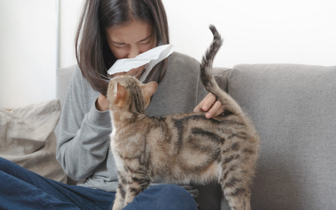 Best Antihistamines for Cat Allergies