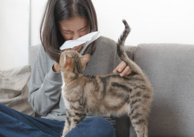 Best Antihistamines for Cat Allergies
