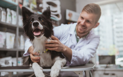 Discount Pet Medications: How to Save Money on Pet Medication