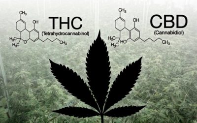 FDA Warns THC Product Has Serious Health Risks